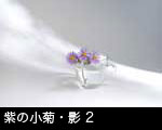 紫の小菊2