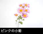 ピンクの小菊