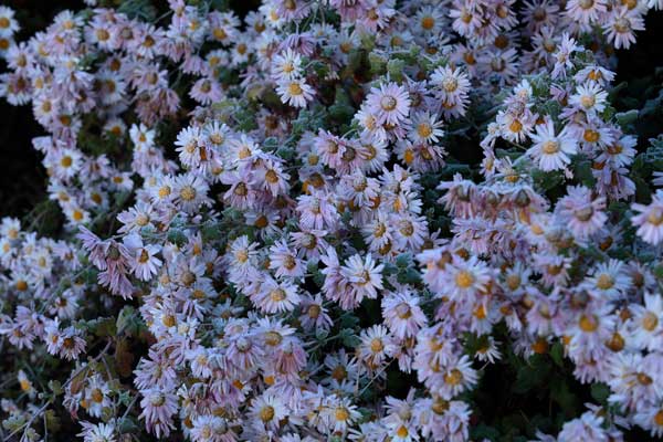 群生して咲く小菊の花に降りた初霜。凍てついた小菊の一群
