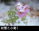 初雪を頭にまとったピンクの小菊1