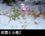 初雪を頭にまとったピンクの小菊2
