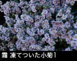 霜が降りた 小菊1