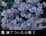 霜が降りた 小菊2