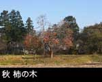 晩秋　柿の木