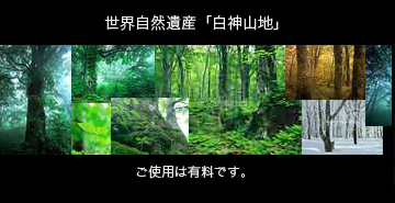 世界遺産白神山地へのリンク