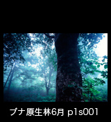 日暮れの世界遺産白神山地ブナ原生林