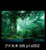 世界遺産白神山地の新緑のブナ大木