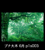 世界遺産白神山地の新緑のブナ大木