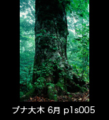 世界自然遺産「白神山地」 　幻想的な霧のブナ林　巨木　幹　熊爪痕　6月