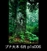 世界自然遺産「白神山地」 　新緑のブナ林　蔦が絡む巨木　6月