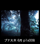 世界自然遺産「白神山地」 　日暮れの幻想的なブナ林　巨木　霧　6月