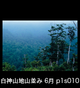 世界自然遺産「白神山地」 　ブナが生い茂る山並み山肌　霧　6月
