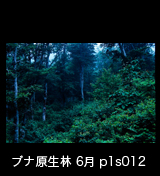 世界自然遺産「白神山地」 ブナの原生林　6月
