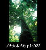世界自然遺産「白神山地」 日差しで輝く新緑のブナ林　蔦が絡む巨木　6月