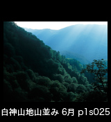 世界自然遺産「白神山地」ブナが生い茂る山並み　原生林　日差し　6月