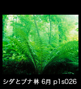 世界自然遺産「白神山地」新緑のブナ林と大きなシダ　6月