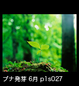 世界自然遺産「白神山地」ブナの発芽 幼木　6月