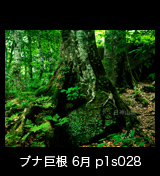   世界自然遺産「白神山地」岩を抱くブナの巨根　6月