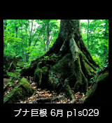 世界自然遺産「白神山地」岩を抱くブナの巨根　6月