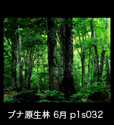 世界自然遺産「白神山地」ブナ原生林　6月