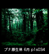 世界自然遺産「白神山地」ブナ原生林　6月
