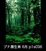 世界自然遺産「白神山地」ブナ原生林　6月