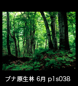 世界自然遺産「白神山地」ブナ原生林　6月