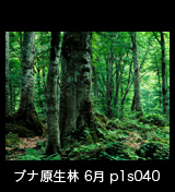 世界自然遺産「白神山地」ブナ原生林　6月