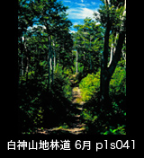 世界自然遺産「白神山地」ブナの林道　6月
