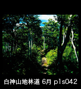 世界自然遺産「白神山地」ブナの林道　6月