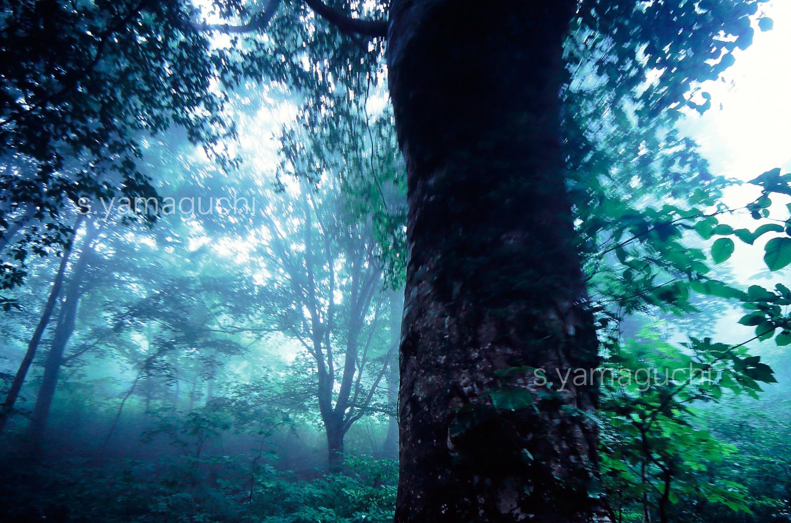 暮れてゆく世界遺産白神山地ブナ林