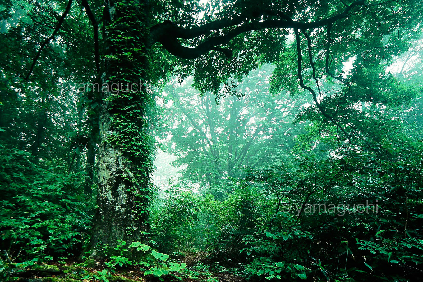 世界遺産白神山地 　新緑の幻想的なブナ林　巨木　霧　5月