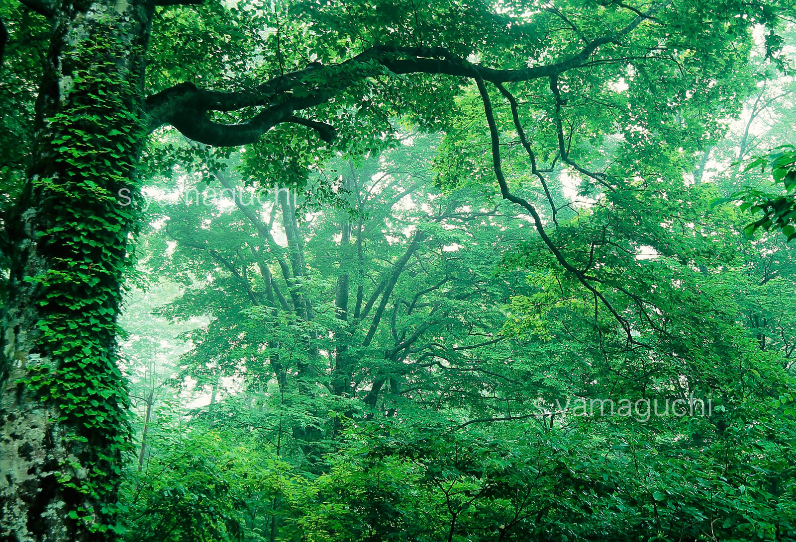 世界遺産白神山地 　新緑のブナ林　蔦が絡む大木　霧　5月