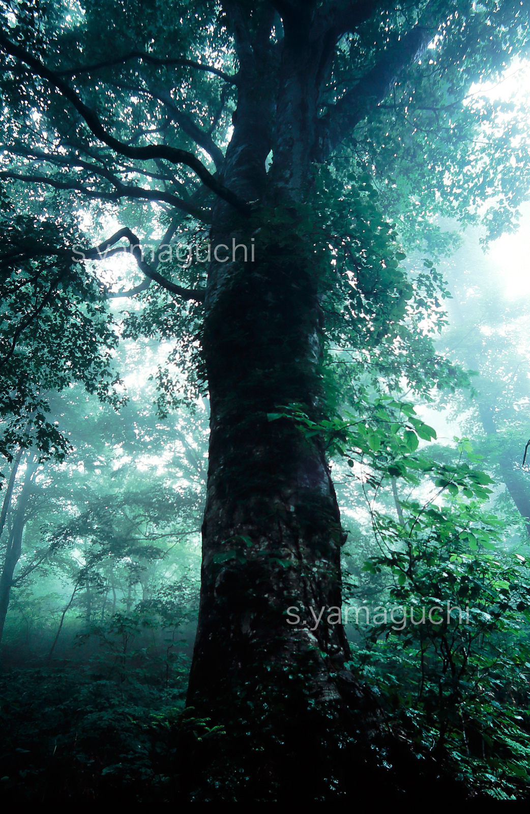 世界遺産白神山地　 暮れてゆく幻想的な霧のブナ林　巨木　6月　