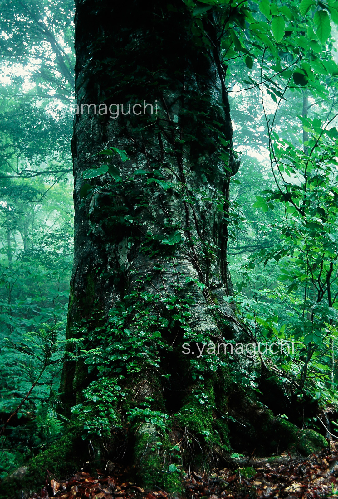 世界自然遺産「白神山地」 　幻想的な霧のブナ林　巨木　幹　熊爪痕　6月