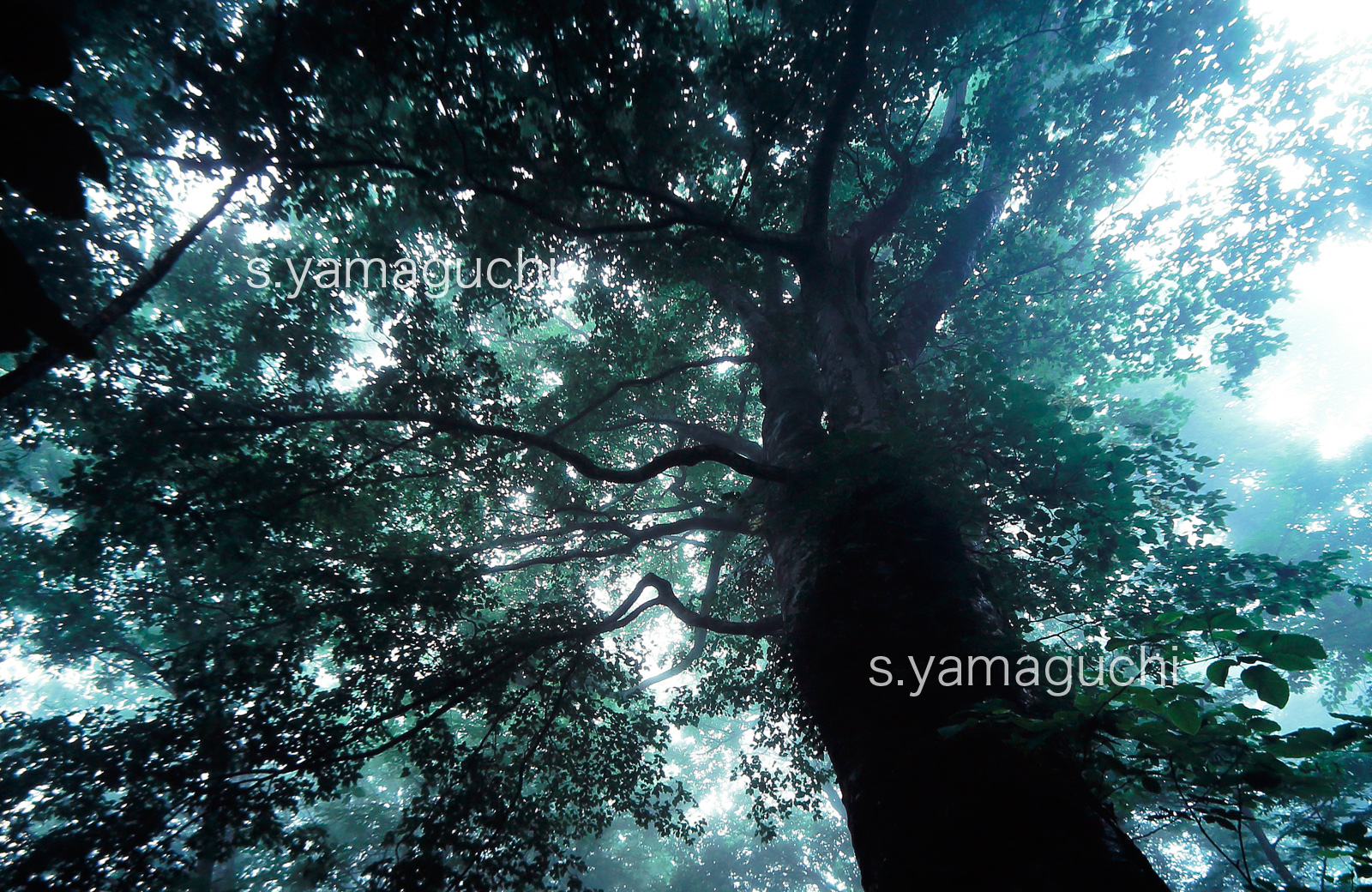 世界自然遺産「白神山地」 　日暮れの幻想的なブナ林　巨木　霧　6月