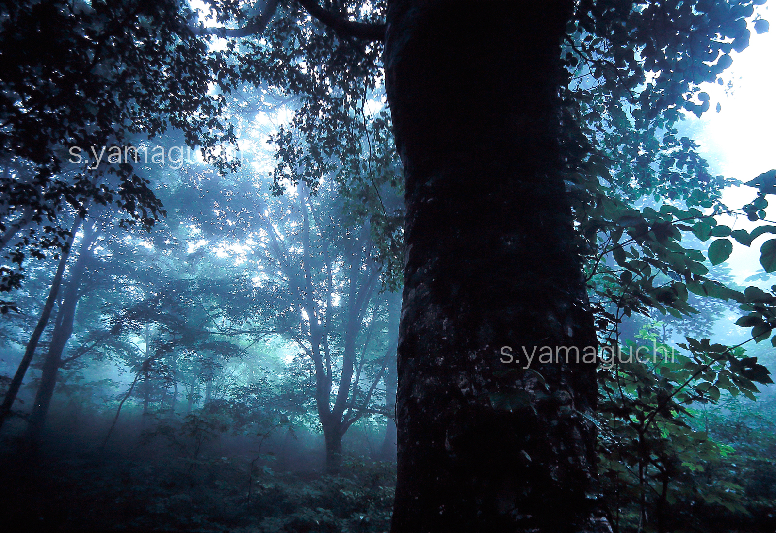 世界自然遺産「白神山地」 　日暮れの幻想的なブナ林　巨木　霧　6月