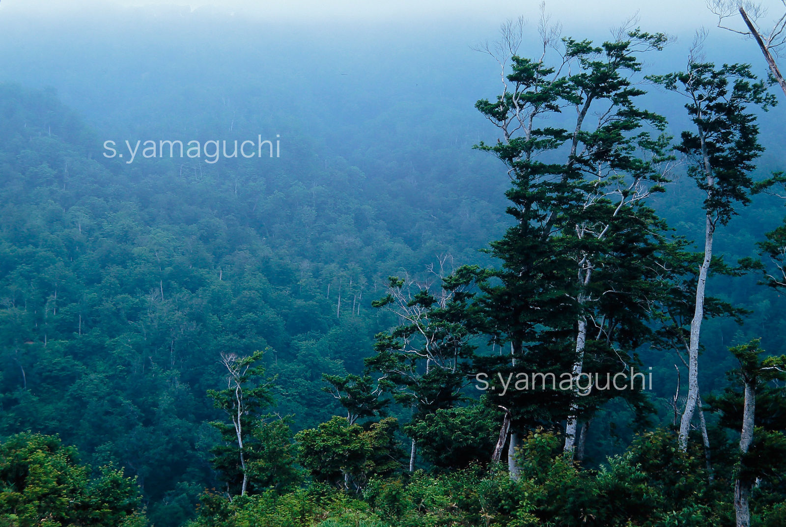 世界自然遺産「白神山地」 　ブナが生い茂る山並み山肌　霧　6月