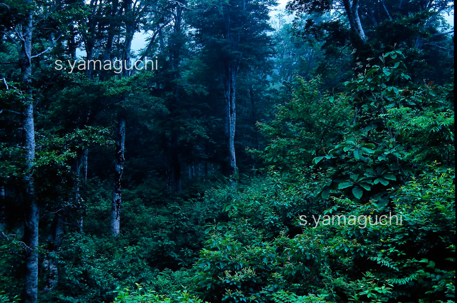世界自然遺産「白神山地」 ブナの原生林　6月