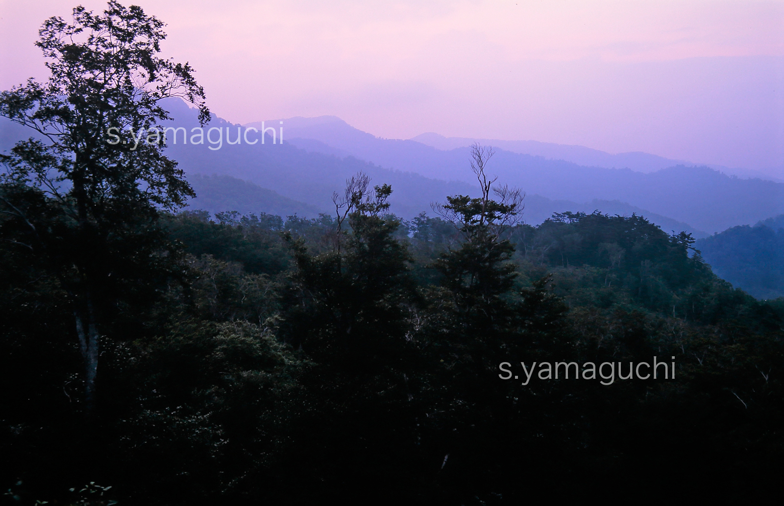 世界自然遺産「白神山地」 　夕暮れのブナ林と山並み　6月