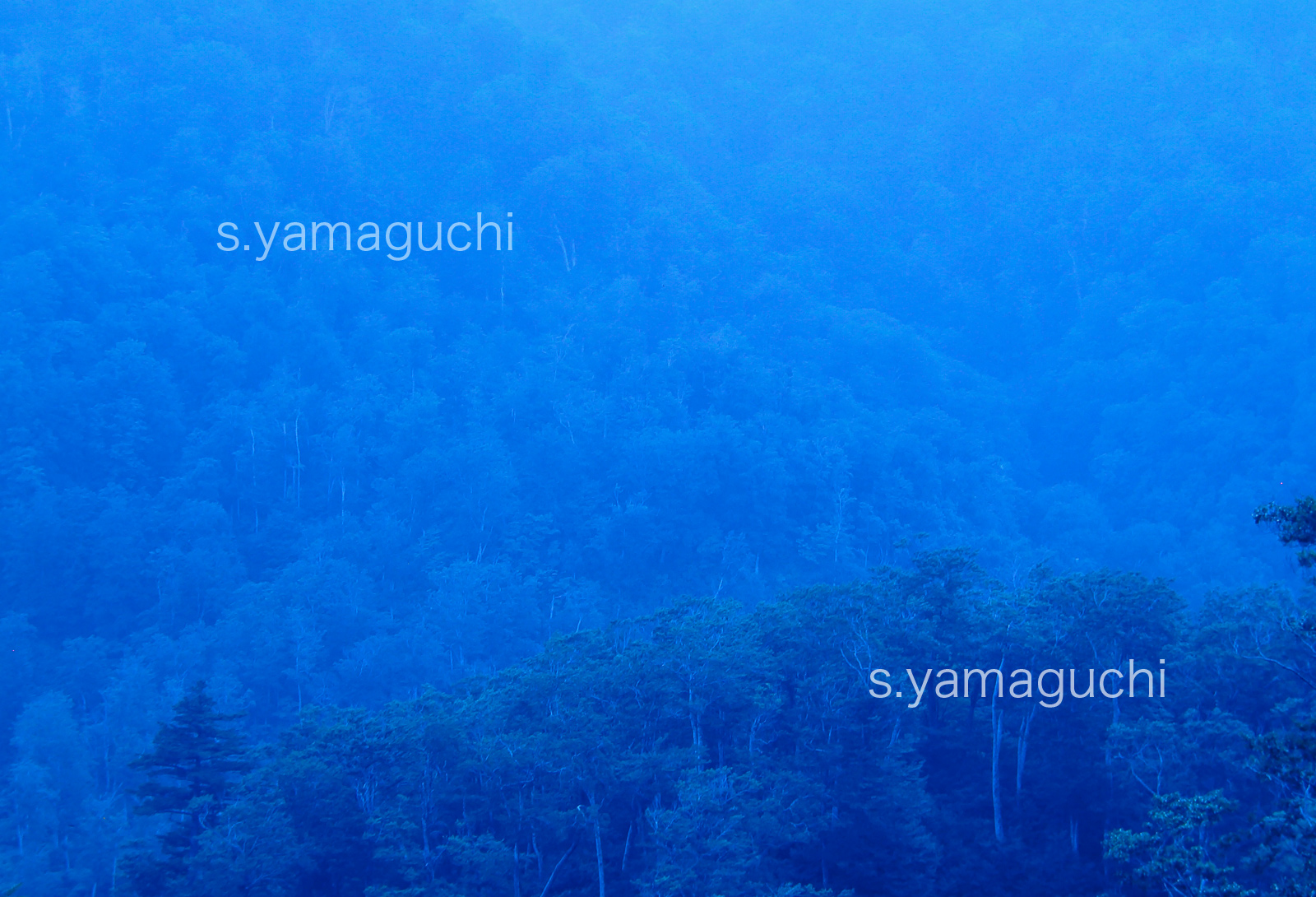 世界自然遺産「白神山地」 　青色のブナ林と山並み山肌　6月