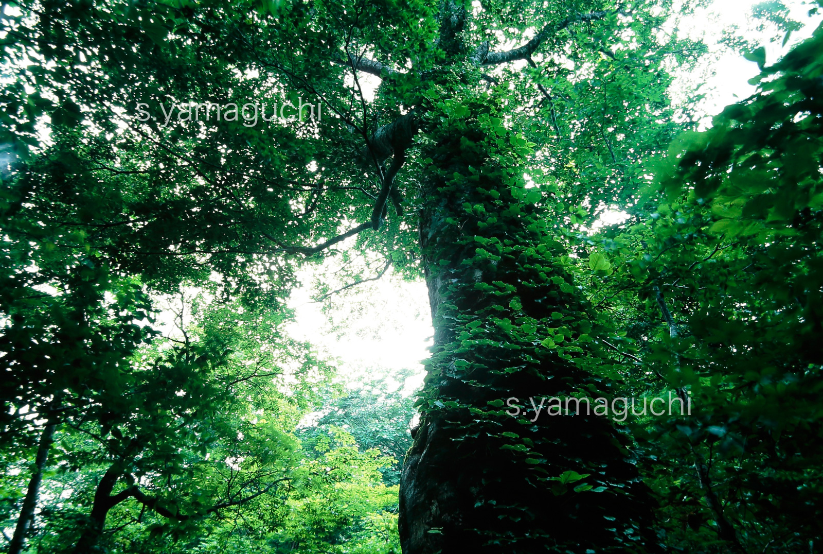 世界遺産白神山地 　新緑のブナ林　蔦世界自然遺産「白神山地」 新緑のブナ林　蔦が絡む巨木　6月