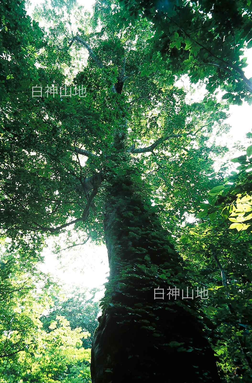 世界自然遺産「白神山地」 日差しで輝く新緑のブナ林　蔦が絡む巨木　6月