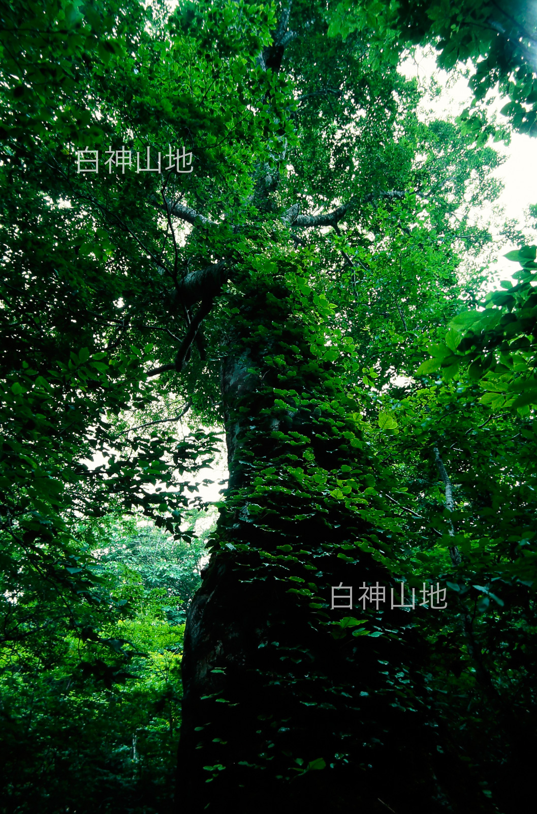 世界自然遺産「白神山地」 新緑のブナ林　蔦が絡む巨木　6月