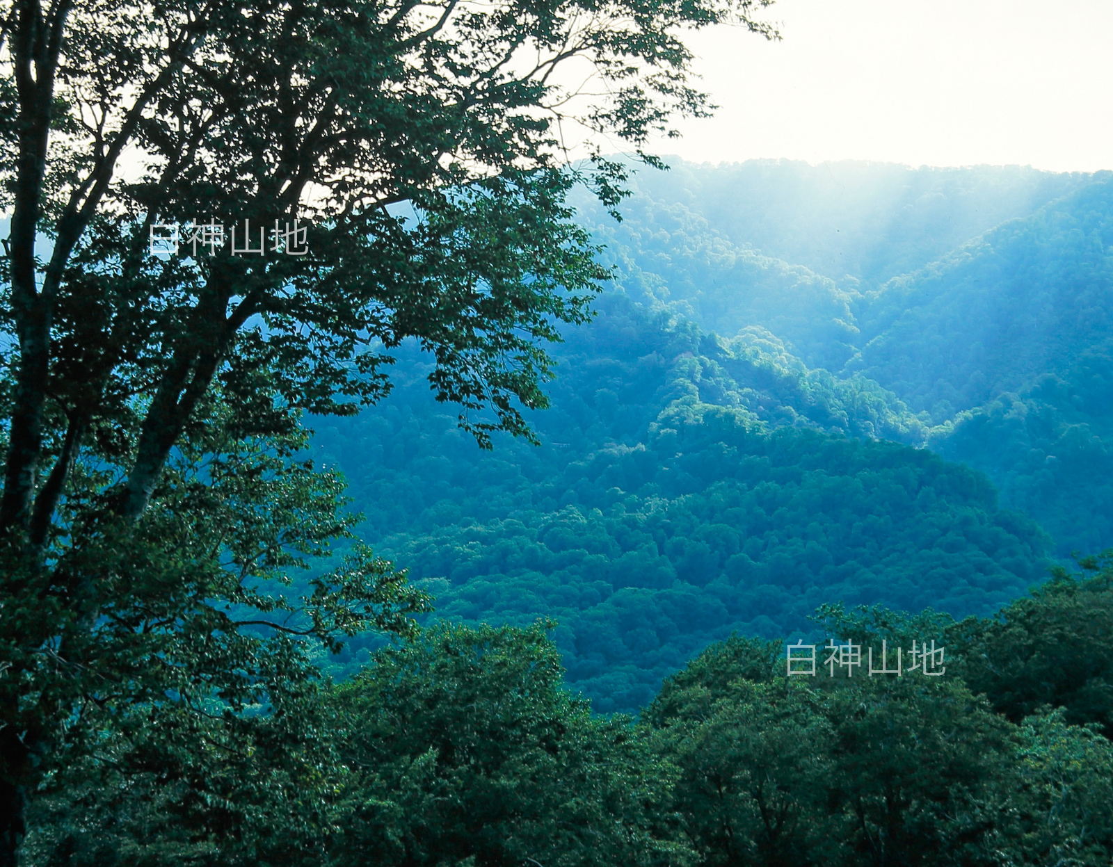  世界遺産白神山地 　ブナが生い茂る山並み山肌　原生林　6月