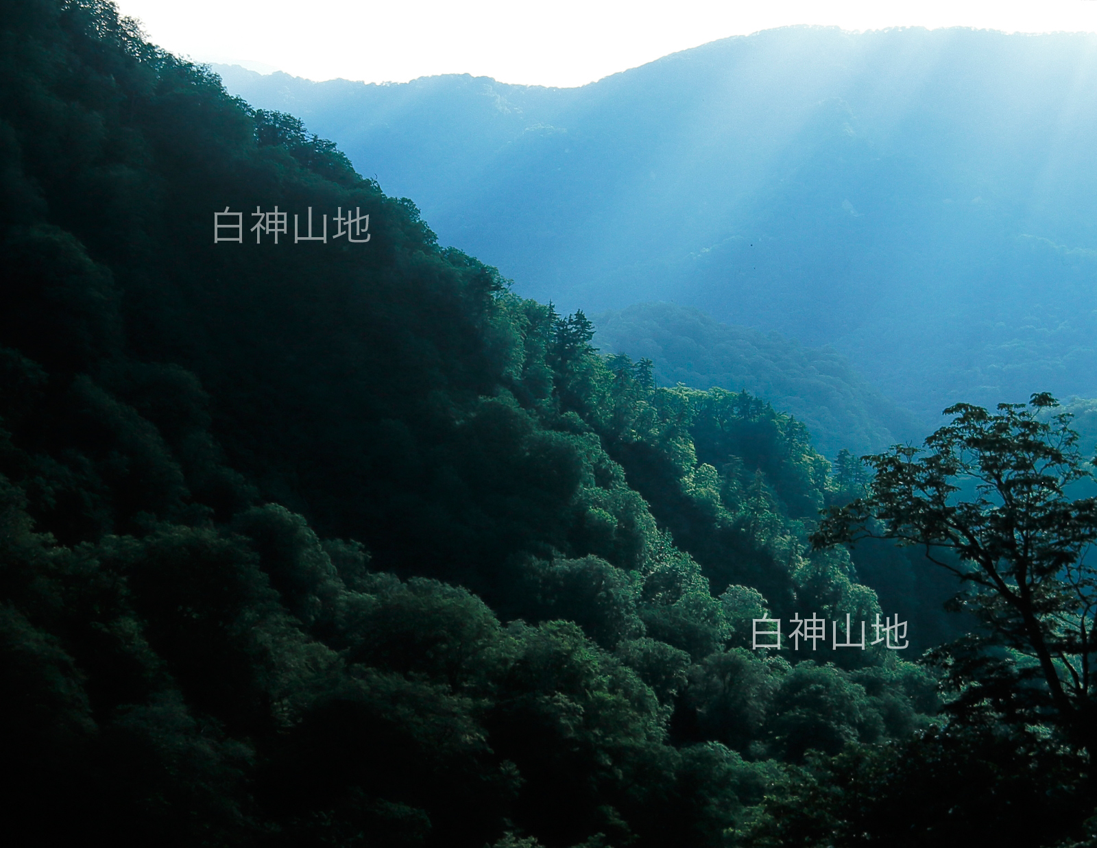世界自然遺産「白神山地」ブナが生い茂る山並み　原生林　日差し　6月
