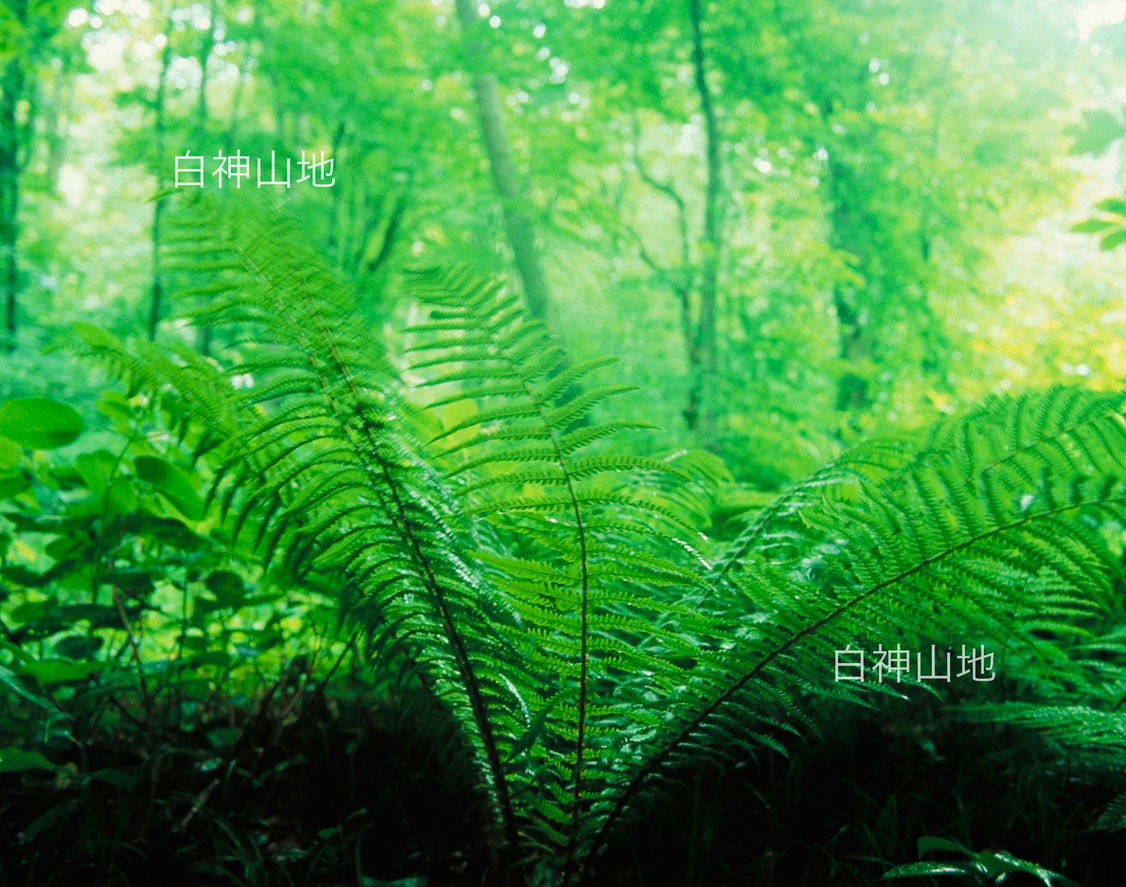   世界自然遺産「白神山地」新緑のブナ林と大きなシダ　6月