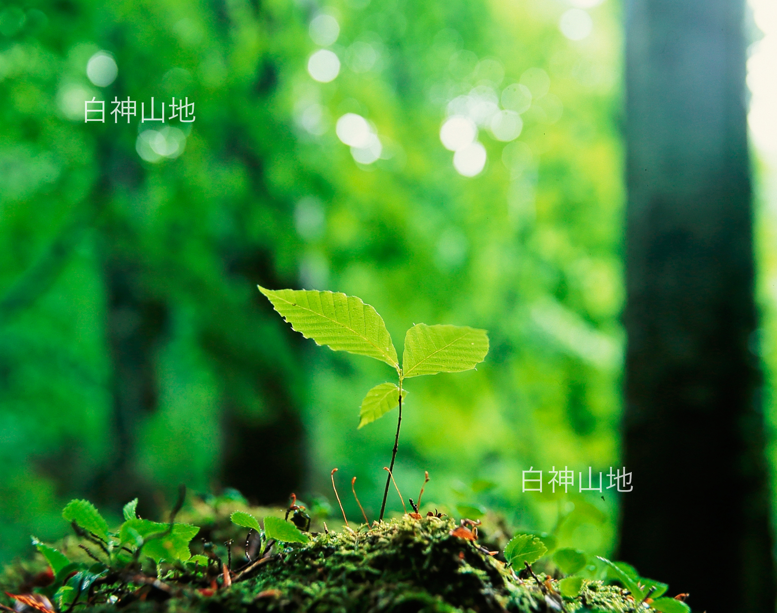 世界自然遺産「白神山地」ブナの発芽 幼木　6月