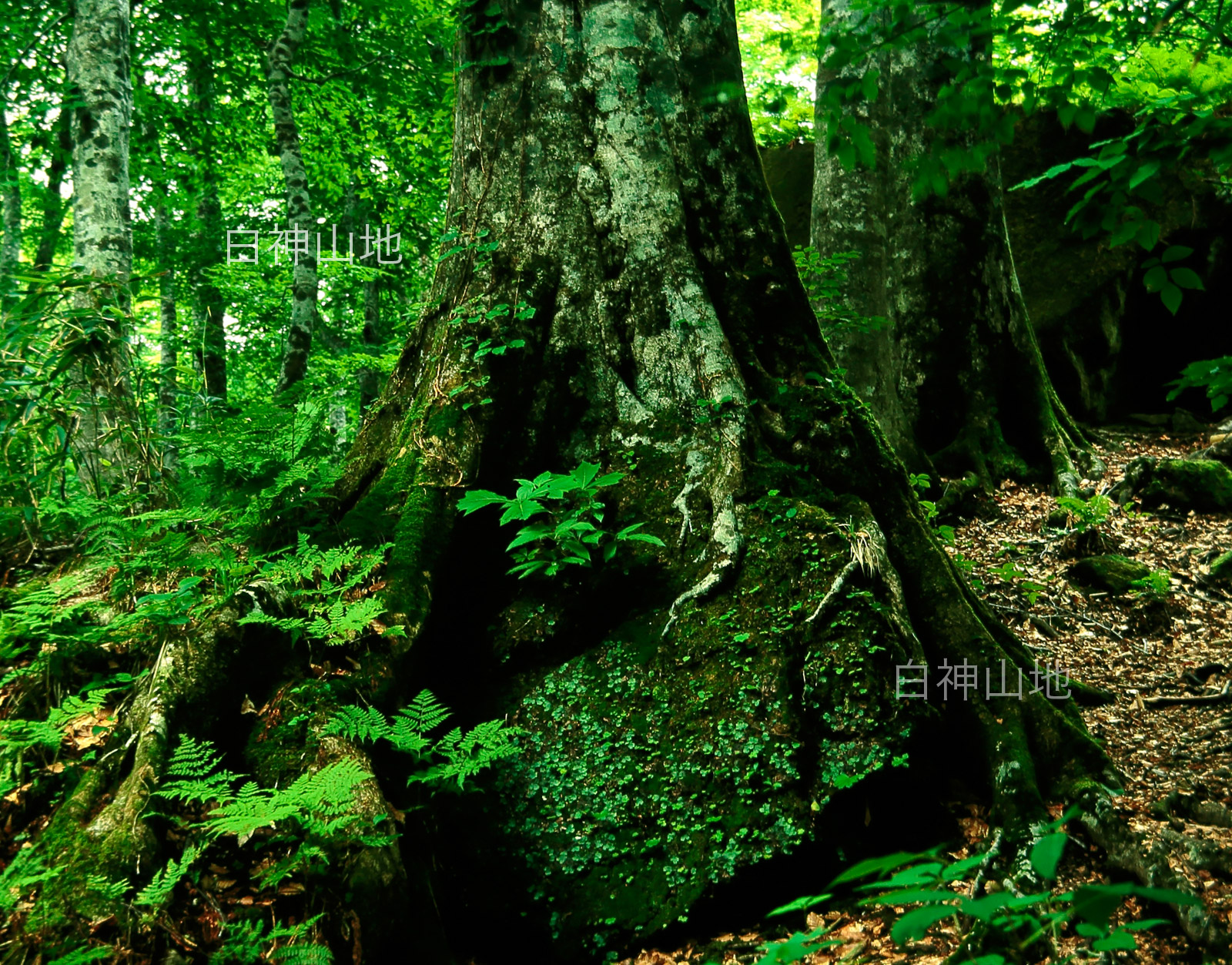   世界自然遺産「白神山地」岩を抱くブナの巨根　6月