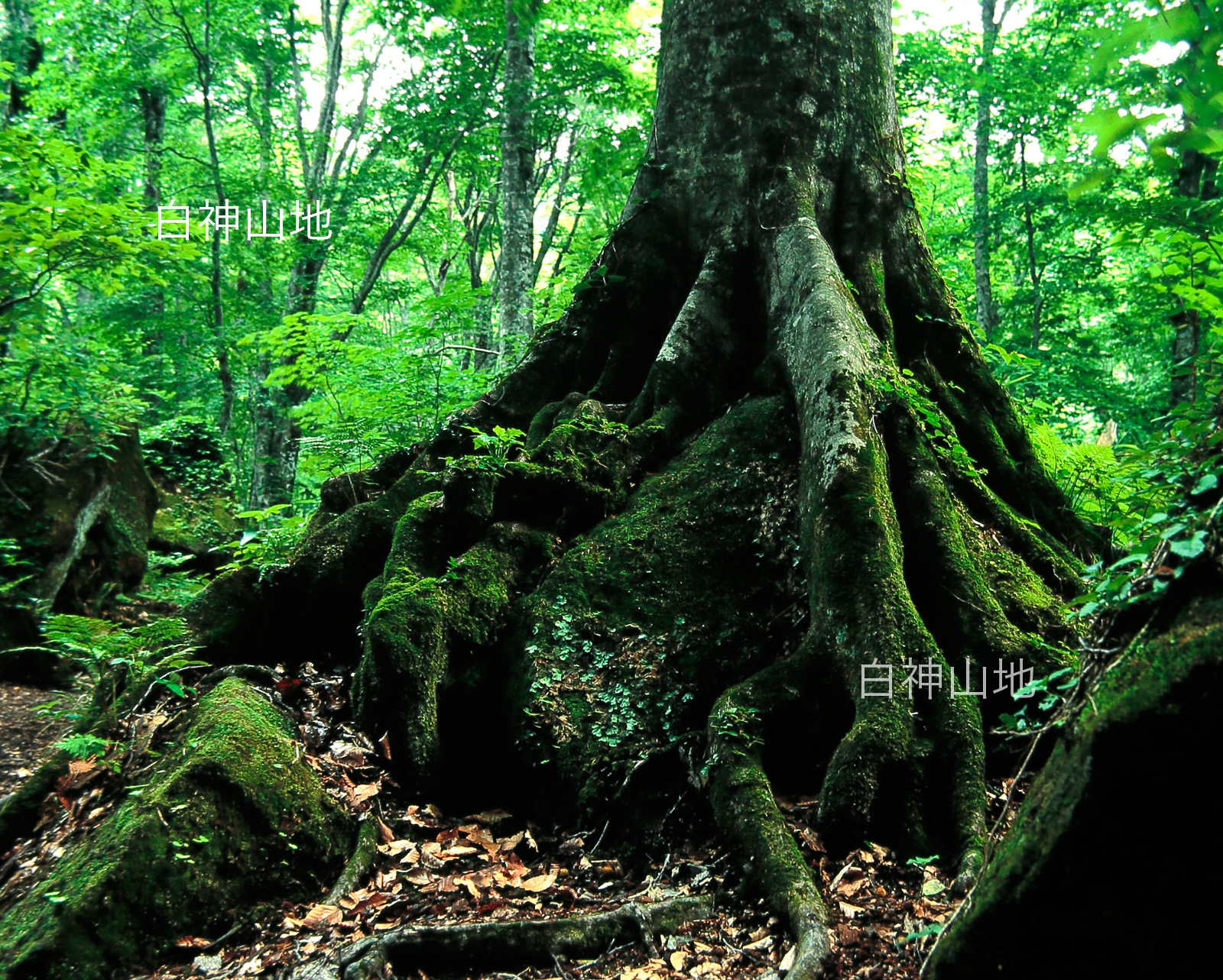 世界自然遺産「白神山地」岩を抱くブナの巨根　6月